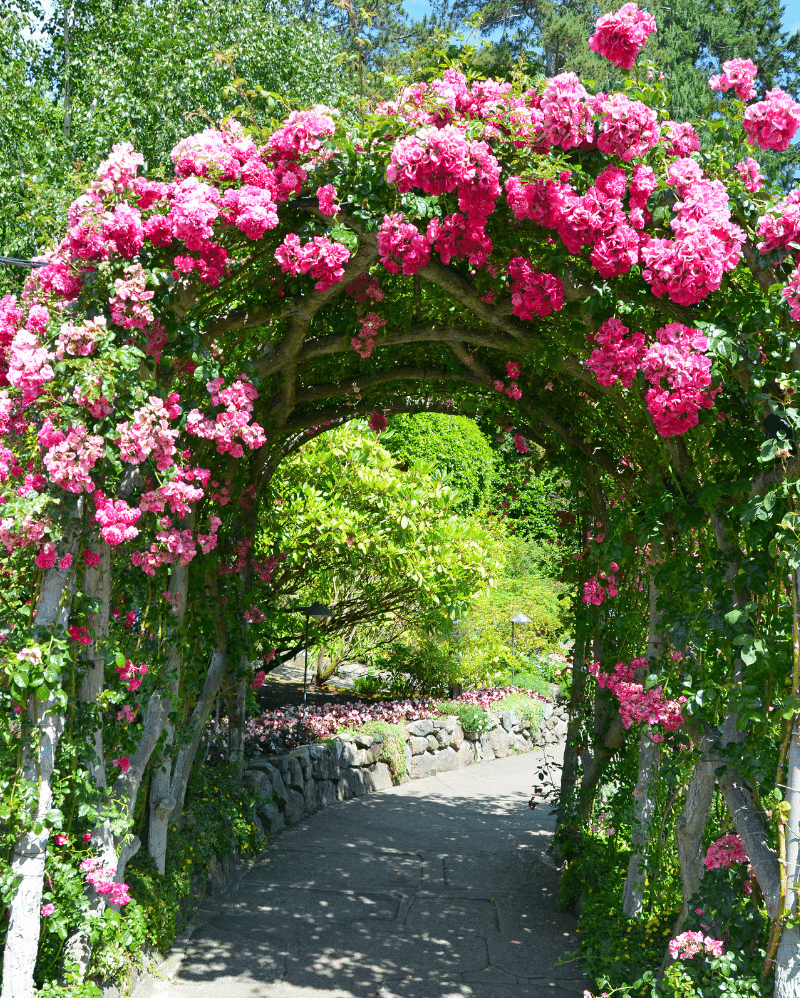 Лазаревское Цветочная арка