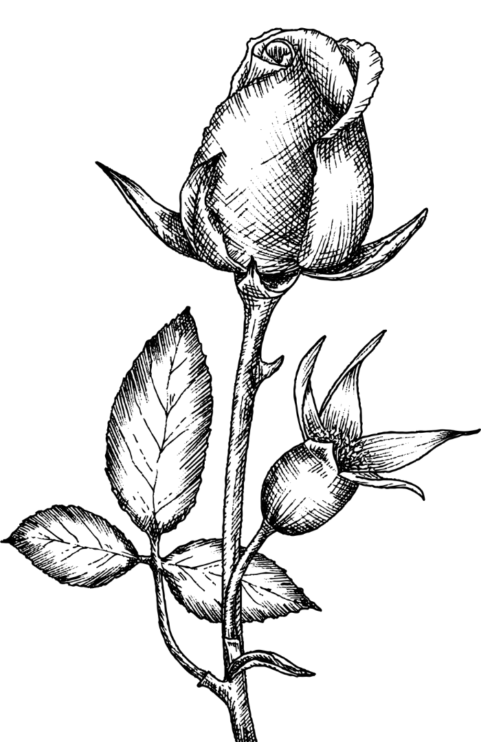 rose bud sketch